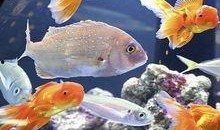 新闻爆料海鱼事件真相视频,视频揭露惊人内幕